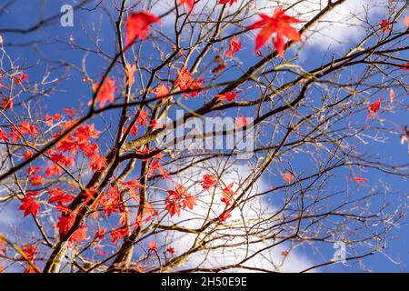 Acer albero con colouful foglie autunnali Foto Stock