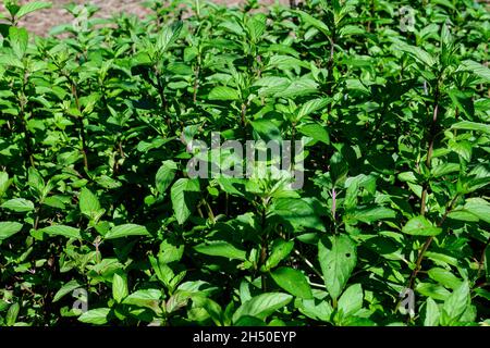 Menta verde fresca o mentha x piperita, anche conosciuta come foglie di Mentha balsamea alla luce diretta del sole, in un giardino di erbe biologiche, in una soleggiata estate da Foto Stock