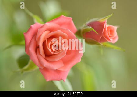 Rosa tenue e rosa tenue di salmone chiaro in miniatura Foto Stock