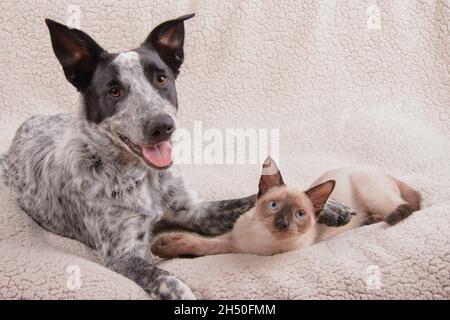 Giovane cane bianco e nero macchiato e un giovane gatto siamese che riposa su una coperta Foto Stock