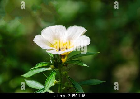 Wild flower - Turnera supulata, conosciuta anche come nomi di latticini bianchi, ontano di zolfo, fiore di un politico, turnera con occhi scuri e ontano bianco Foto Stock