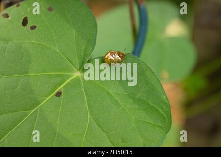 Coppia di scarabei dorati che si accoppiano su foglia verde della pianta di gloria del mattino Foto Stock