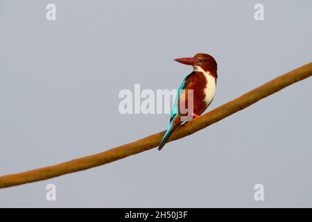 Un Martin pescatore bianco adulto o un Martin pescatore bianco (Halcyon smyrnensis) arroccato su un cavo sospeso nell'India settentrionale Foto Stock