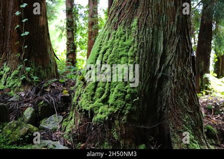 La foresta di Grena, isola di Sao Miguel, Azzorre Foto Stock