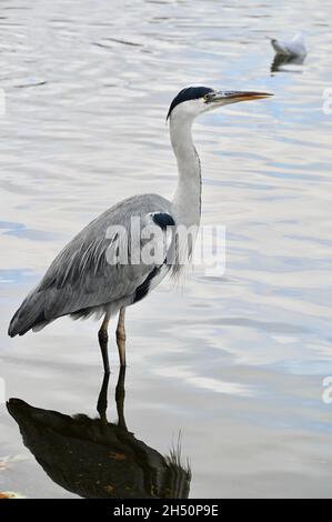 Londra, Regno Unito. 05 novembre 2021. Londra, Regno Unito. Un airone grigio predatore a zampe lunghe (Ardea cinerea) si sguazzano nel Serpentine, Hyde Park. Credit: michael melia/Alamy Live News Foto Stock