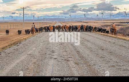 Bestiame drive nelle colline delle Montagne Rocciose vicino a Fort Macleod, Alberta, Canada Foto Stock