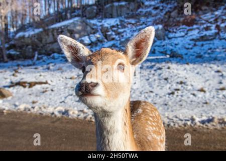 Primo piano ritratto di un giovane cervo Foto Stock