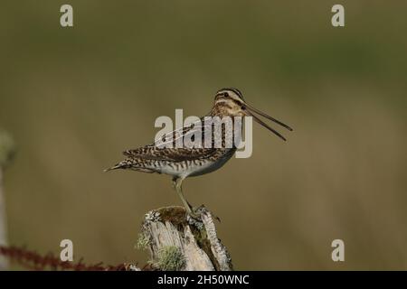 snipe su territorio di allevamento lontano da nascondersi troverà un posto prominente da cui chiamare, come questo palo di recinzione decadente Foto Stock