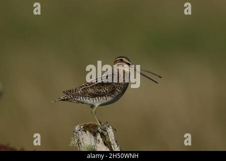 snipe su territorio di allevamento lontano da nascondersi troverà un posto prominente da cui chiamare, come questo palo di recinzione decadente Foto Stock