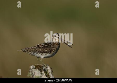 snipe su territorio di allevamento lontano da nascondersi troverà un posto prominente da cui chiamare, come questo palo di recinzione decadente Foto Stock