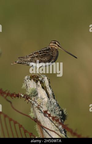 snipe su territorio di allevamento lontano da nascondersi troverà un posto prominente da cui chiamare, come questo palo di recinzione decadente Foto Stock