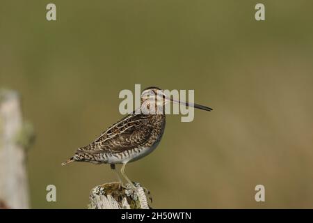 snipe su territorio di allevamento lontano da nascondersi troverà un posto prominente da cui chiamare, come questo palo di recinzione decadente Foto Stock