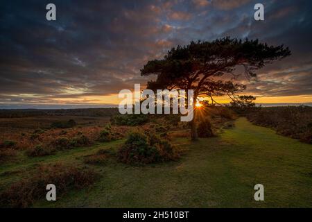 Tramonto su un pino solistico a Bratley View durante l'autunno nel New Forest National Park in Hampshire, Inghilterra, Regno Unito Foto Stock