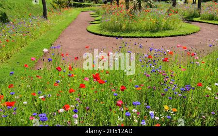 Wildflower mostra in Abbey Park Gardens, Torquay, South Devon. Foto Stock