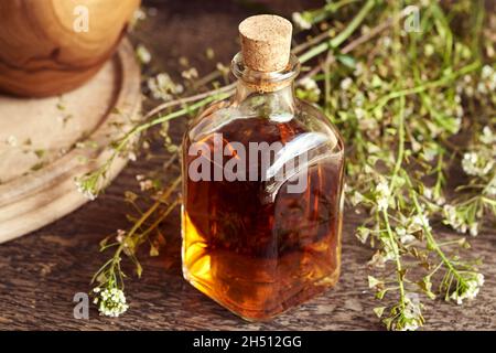 Una bottiglia di tintura di erbe con la pianta di borsetta del pastore fresco Foto Stock