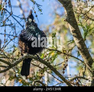 TUI canto Foto Stock