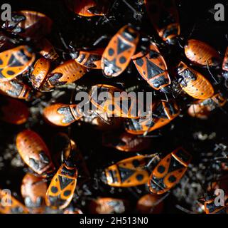 Nido di insetti ciottoli, Pyrhocoris apterus, una specie che può danneggiare le colture ma è innocuo per gli esseri umani. Insetto facilmente riconoscibile dal suo rosso e nero c Foto Stock