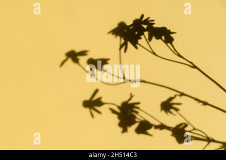 Ombra sfondo sole di fiori in un vaso su carta beige. Composizione decorativa naturale astratta in colori pastello. Concetto neutro natura sfocata br Foto Stock