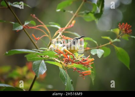 Un piccolo uccello femmina del sole arroccato su un ramo dell'albero in un giardino Foto Stock