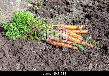 Carote biologiche raccolte coltivate localmente asciugando sulla terra all'orto. Carote raccolte sulla piantagione Foto Stock