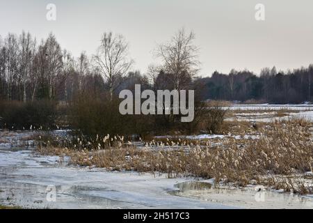 Alberi su un fiume ghiacciato backwaters Foto Stock