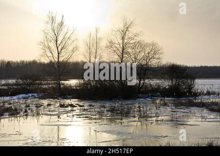 Alberi su un fiume ghiacciato backwaters Foto Stock