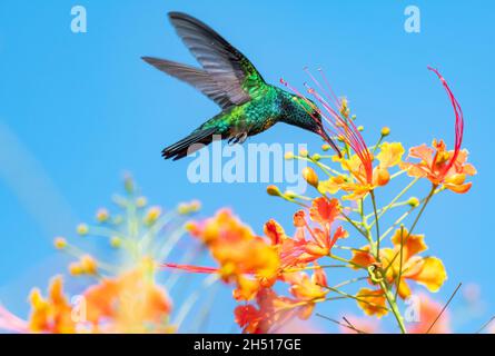 Foto colorata di un hummingbird maschio zaffiro-chinned blu che si nutra sull'arancio tropicale Pride di Barbados fiori contro il cielo blu alla luce del sole. Foto Stock