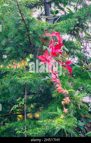 Parthenocisis rosso leaved o Virginia Creeper sale in un albero di cedro ago verde Foto Stock