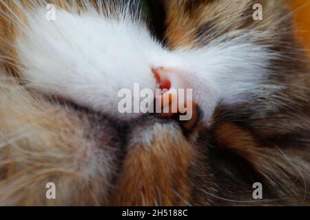 Gatto ragamuffin poggiato su un pavimento che ha un tappeto su di esso Foto Stock