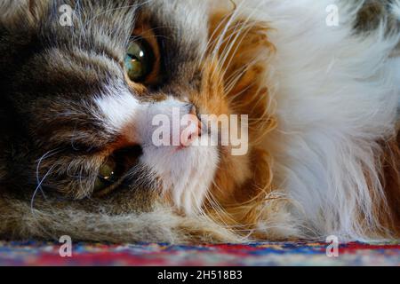 Gatto ragamuffin poggiato su un pavimento che ha un tappeto su di esso Foto Stock