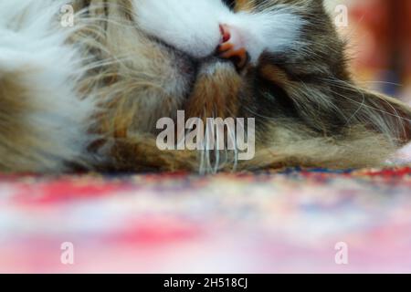 Gatto ragamuffin poggiato su un pavimento che ha un tappeto su di esso Foto Stock