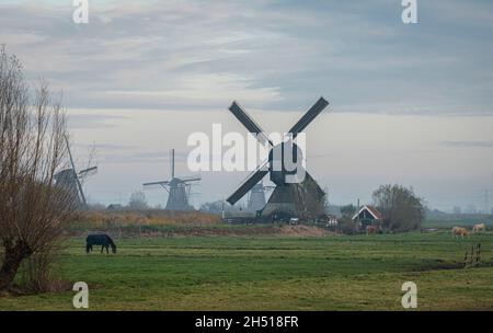 Cavalli e mulini a vento al tramonto a Kinderdijk, Paesi Bassi Foto Stock
