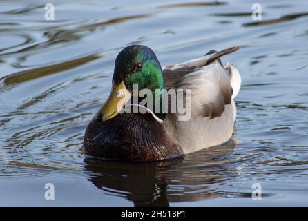 La bella anatra grigia nuota nel lago Foto Stock