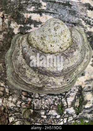 Funghi parassiti Phellinus igniarius che crescono su alberi in foresta. Foto Stock