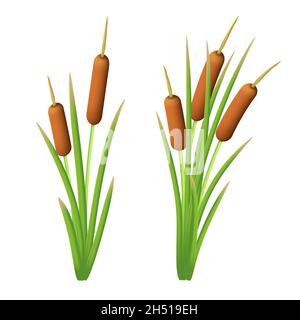 Set vettoriale di canne nell'erba palude verde. Arbusto di bulrush. Illustrazione di cattail o typha isolato su sfondo bianco Illustrazione Vettoriale