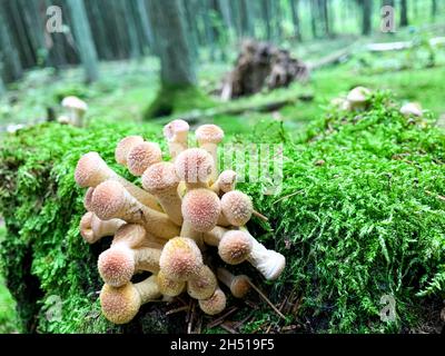 Funghi Kuehneromyces mutabilis coltivando su alberi e parotite. Foto Stock