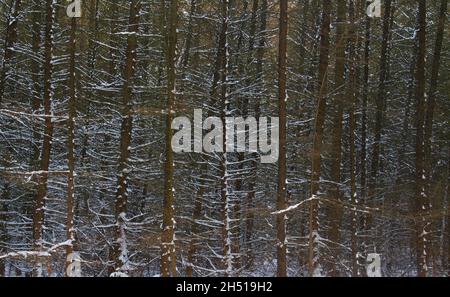 Rami innevati in una fitta e impenetrabile foresta di giovani larici Foto Stock