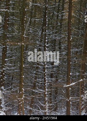 Rami innevati in una fitta e impenetrabile foresta di giovani larici Foto Stock