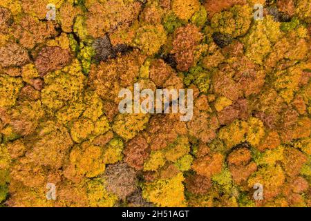 Cime degli alberi di caduta sopra la foresta Foto Stock