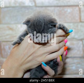 Gattino blu britannico in mano, gatti domestici a tema e gattini Foto Stock