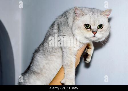 Mano di chinchilla d'argento scozzese, gatti domestici a tema Foto Stock