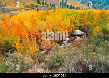 Colore caduta lungo Bishop Creek, Inyo National Forest, California Stati Uniti Foto Stock