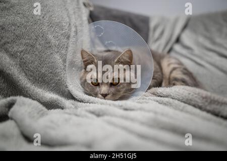 Grigio malato scozzese razza diritto gatto indossare animale domestico medico colletto cono Elizabethan colletto per evitare di leccarsi a casa. Gatto britannico dopo un intervento chirurgico a casa Foto Stock