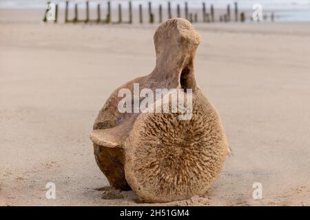 Una vertebra di balena, osso spinale lavato a riva sulla spiaggia Foto Stock