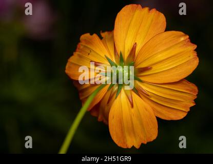 Primo piano di un fiore giallo del Cosmo su sfondo verde. Foto Stock