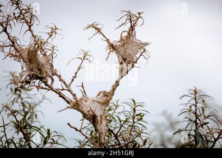 Tende o tele comuni di seta per il bruco di falda di coda marrone in rami di albero Foto Stock