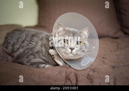 Stanco gatto grigio razza scozzese diritto di riposo con cono veterinario dopo l'intervento chirurgico a casa sul divano. Concetto di salute animale. Dopo l'intervento chirurgico Cat Foto Stock
