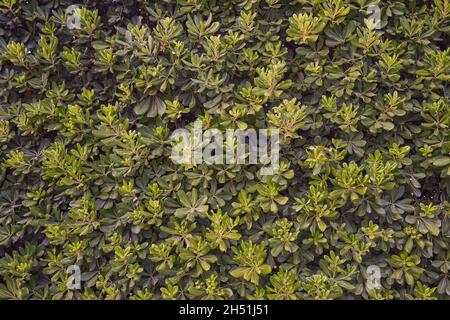 Texture di copertura Pittosporum, lussureggiante arbusto fogliame. Foto Stock