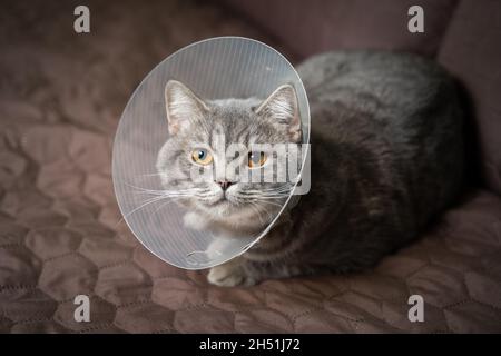 Gatto scozzese grigio dalle orecchie dritte in un colletto veterinario platsik dopo un intervento chirurgico è triste a casa sul divano. Gatto esausto di razza britannica con veterinario Foto Stock