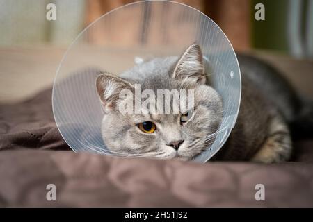 Stanco gatto grigio razza scozzese diritto di riposo con cono veterinario dopo l'intervento chirurgico a casa sul divano. Concetto di salute animale. Dopo l'intervento chirurgico Cat Foto Stock